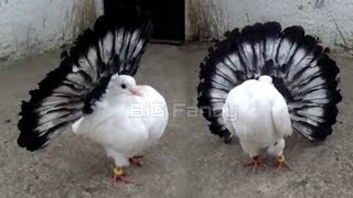 fantail pigeon breeding cage  fancy pigeon farm [upl. by Daegal]