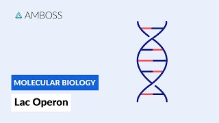 Prokaryotic Gene Regulation Lac Operon [upl. by Doreen]