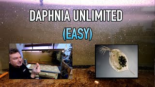 How I Raise Daphnia Water Fleas And You Can Too [upl. by Orravan881]