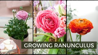 Growing Ranunculus  How to Plant Care amp Use Ranunculus Flowers [upl. by Sulrac656]