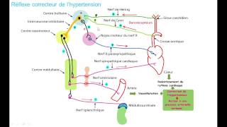 la regulation de la pression arterielle 3 hypertension [upl. by Reinaldos]