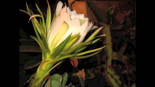 Time Lapse Night blooming cereus Queen of the Night Israel [upl. by Xam740]