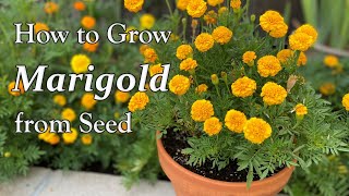 How to Grow Marigold from Seed to Flower  in Borders and in Containers [upl. by Miru771]