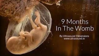 40 Weeks In The Womb by Ultrasound Dimensions [upl. by Huskamp]