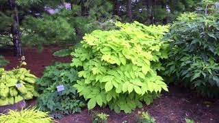 Aralia Sun King  wwwgardencrossingscom [upl. by Rialcnis]