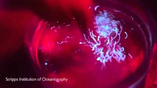 Dinoflagellate Bioluminescence [upl. by Rese]