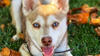 Alaskan Klee Kai  Top Dog Facts About the Klee Kai That You Must Know [upl. by Suiratnauq]