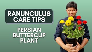 Ranunculus Flower Care Tips  Persian Buttercup Plant Complete Care Guide [upl. by Nuahsyt]