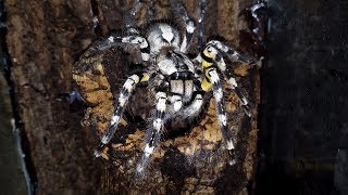 Poecilotheria regalis Moulting [upl. by Fabiolas]