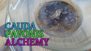 Cauda Pavonis Alchemy [upl. by Siuraj]