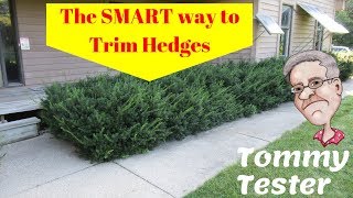 The SMART way to trim Hedges  Lawn Care  Shrubs  Evergreens [upl. by Ettigirb860]