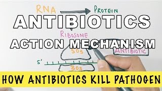 Action Mechanism of Antibiotics [upl. by Cirillo]