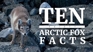 10 Arctic fox facts [upl. by Magdalena]