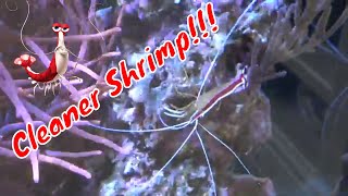 Cleaner Shrimp Care Guide [upl. by Gentry]