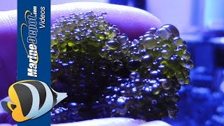 Aquarium Algae Control Bubble Algae Dinoflagellates Bryopsis amp Turf Algae  Part 2 [upl. by Nanni]