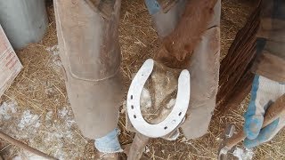 Horseshoeing a Reining Horse [upl. by Lah]