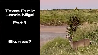 Nilgai Public Lands Archery Hunt  Part 1 [upl. by Yeldnarb972]