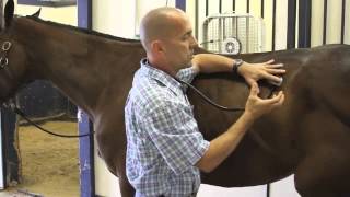 Basic Examination of the Horse [upl. by Arul]