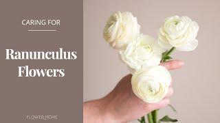 How to Care for Ranunculus Flowers Flower Moxie Product Video [upl. by Mccready]