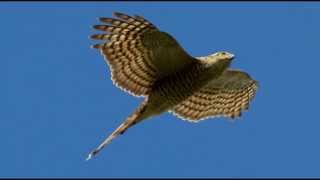 Sparrowhawk Bird Call Bird Song [upl. by Hagen649]