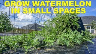 Grow Watermelon In Containers The Easy Way In Less Space [upl. by Etteb869]