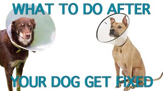 How To Care For Dogs After Spay Neuter [upl. by Frydman]