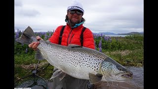 Monster Brown Trout in Iceland [upl. by Wat]