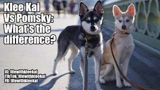 Alaskan Klee Kai vs Pomsky Whats the difference [upl. by Siraval623]