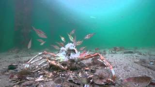 Stingrays attack on Spider Crabs The full Story [upl. by Newmann135]