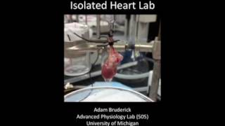 Langendorff Isolated Heart Lab [upl. by Laroc]