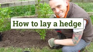 How to plant a garden hedge [upl. by Basso]