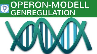 Operon Modell  Genregulation bei Prokaryoten einfach erklärt  Genregulation 1  Genetik [upl. by Iahcedrom842]