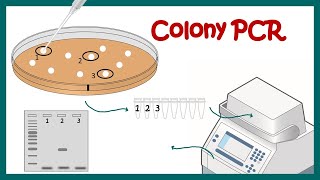 colony PCR [upl. by Allianora]