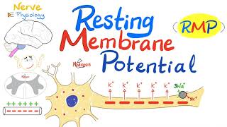 Resting Membrane Potential RMP  Nerve Physiology [upl. by Tertias480]