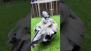 Best Racing Pigeon  breeds in the world  Racing Kabutar [upl. by Wiltsey453]