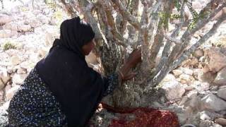 Frankincense Harvesting  Young Living Essential Oils [upl. by Leanna]