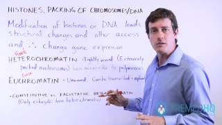 Euchromatin and Heterochromatin Constitutive vs Facultative  Chromatin Regulation [upl. by Ainadi768]