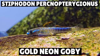 NEW RARE Stiphodon Percnopterygionus  Gold Neon Goby [upl. by Fortuna490]