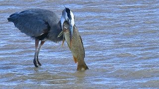 Great Blue Heron eats huge fish at Bosque del Apache NWR [upl. by Alissa47]