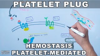 Platelet Plug Formation  Platelet Mediated Hemostasis [upl. by Latouche576]