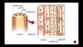 Plant Structure Including Xylem and Phloem [upl. by Jerrine]