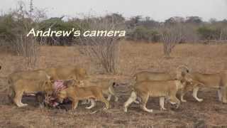 Cubs killed by dominant lioness [upl. by Jocelyne681]