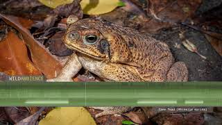 Cane Toad Sounds  The deep croaking calls of a Cane Toad in Australia [upl. by Lanni446]