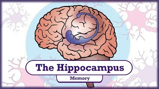 Memory and the Hippocampus [upl. by Iolenta466]