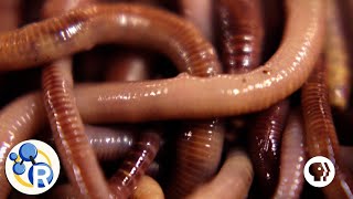 How Do Worms Turn Garbage into Compost [upl. by Aisinut]