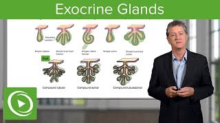 Exocrine Glands – Histology  Lecturio [upl. by Annavas561]