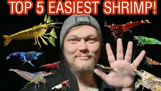 The Top 5 Easiest Shrimp Species to Keep amp Care For Great Breeders Algae Eaters amp Waste Cleaners [upl. by Don]