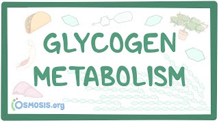 Glycogen metabolism [upl. by Bashee416]