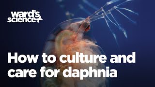 Caring and Culturing for Daphnia [upl. by Pavior566]