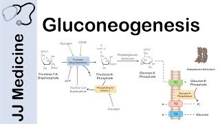 Gluconeogenesis Pathway Overview Enzymes CoFactors and Precursors [upl. by Nahsyar6]